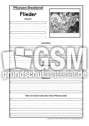 Pflanzensteckbrief-Flieder-SW.pdf